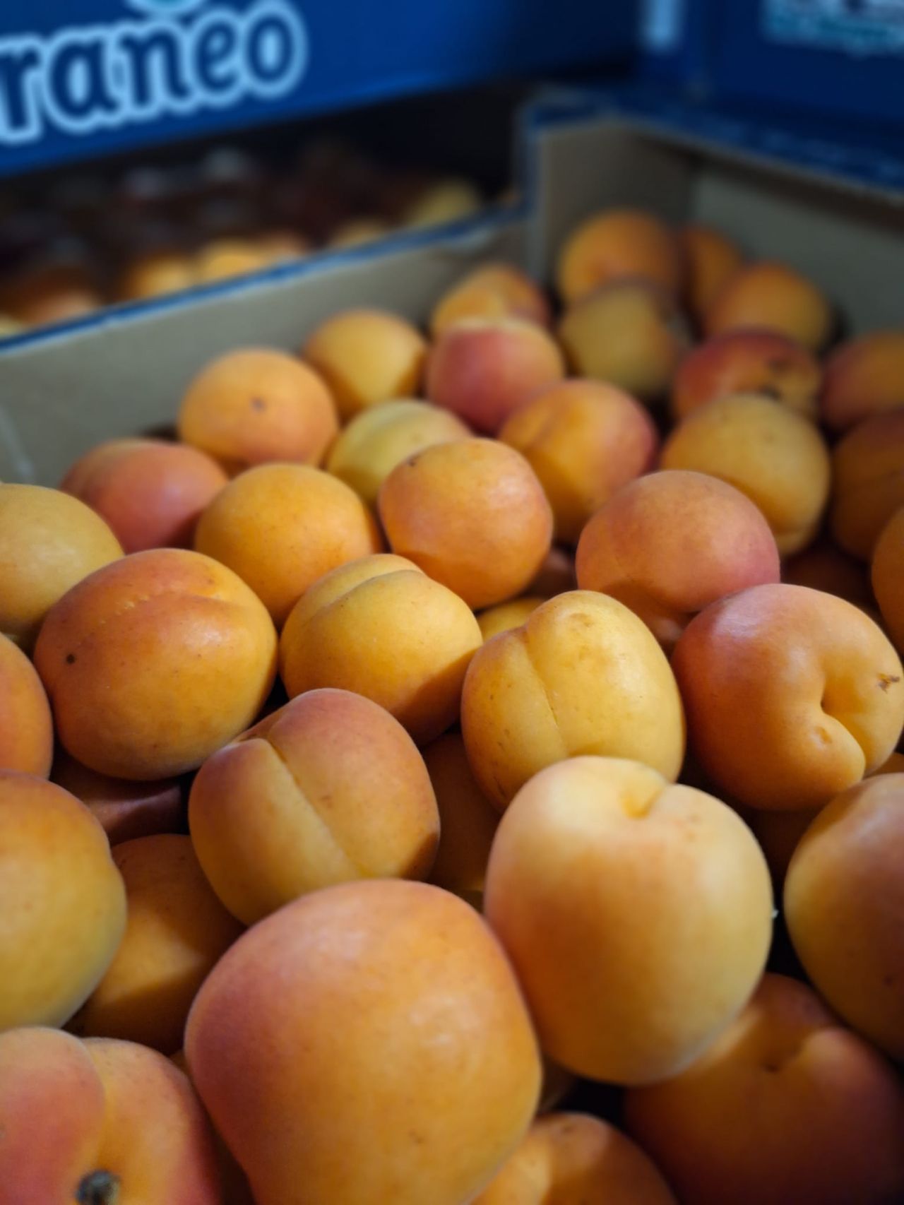 Abricots de saison — Les Halles du Verger