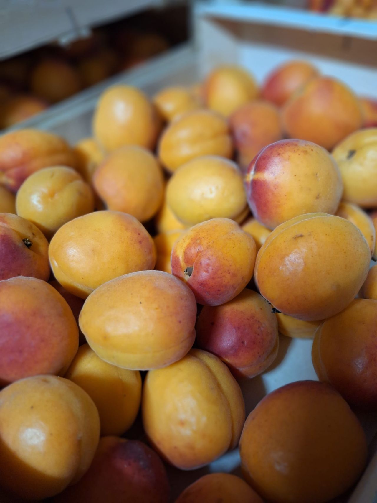 Abricots — Les Halles du Verger