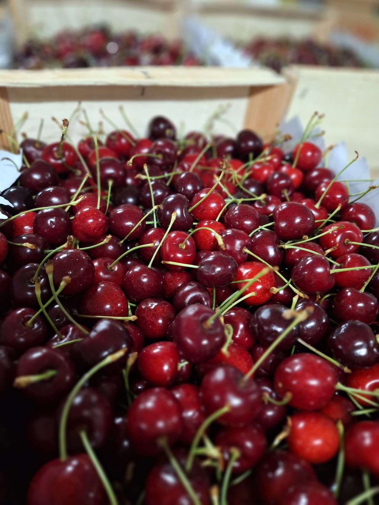 Cerises fraîches — Les Halles du Verger