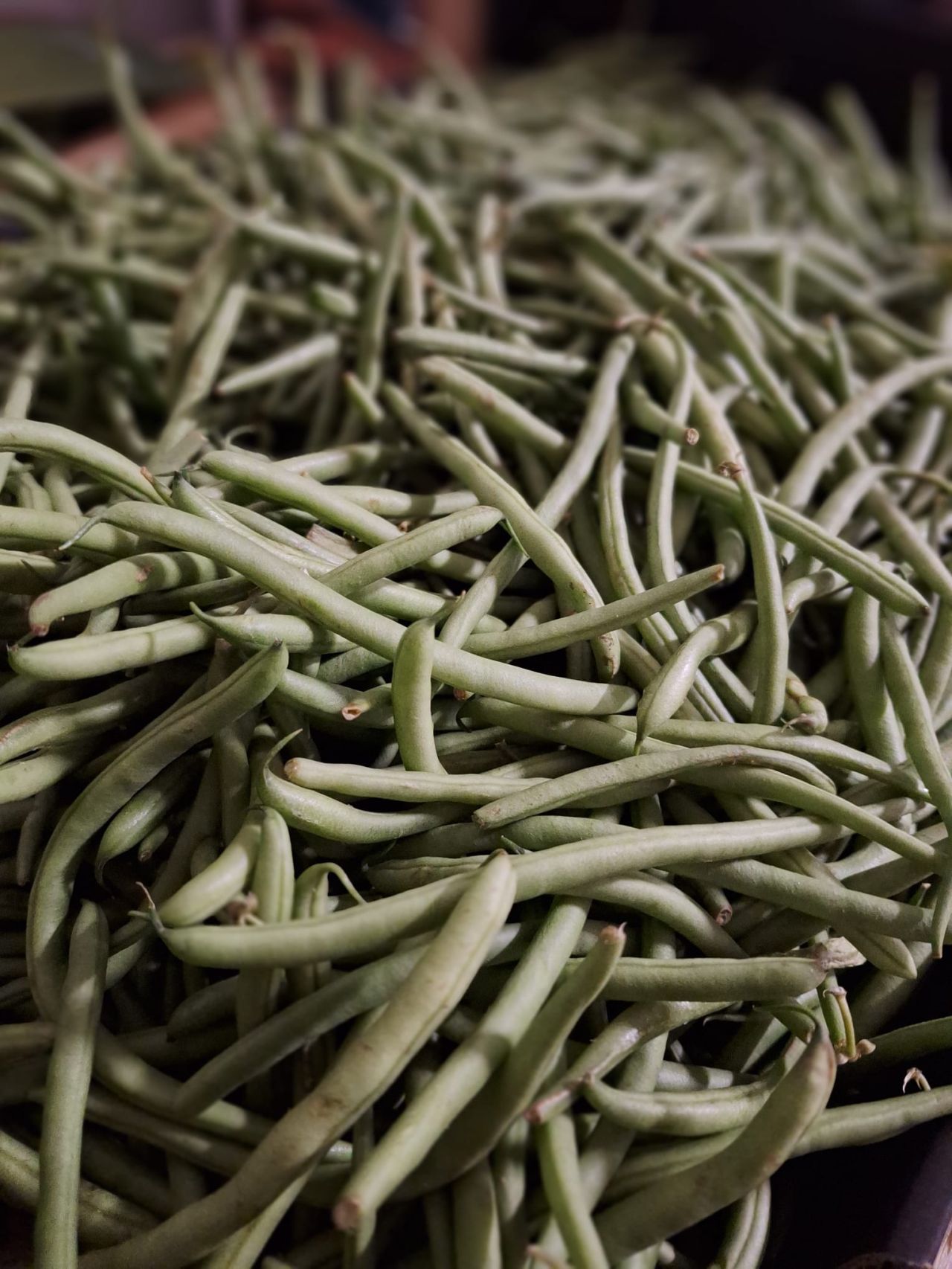 Haricots verts — Les Halles du Verger