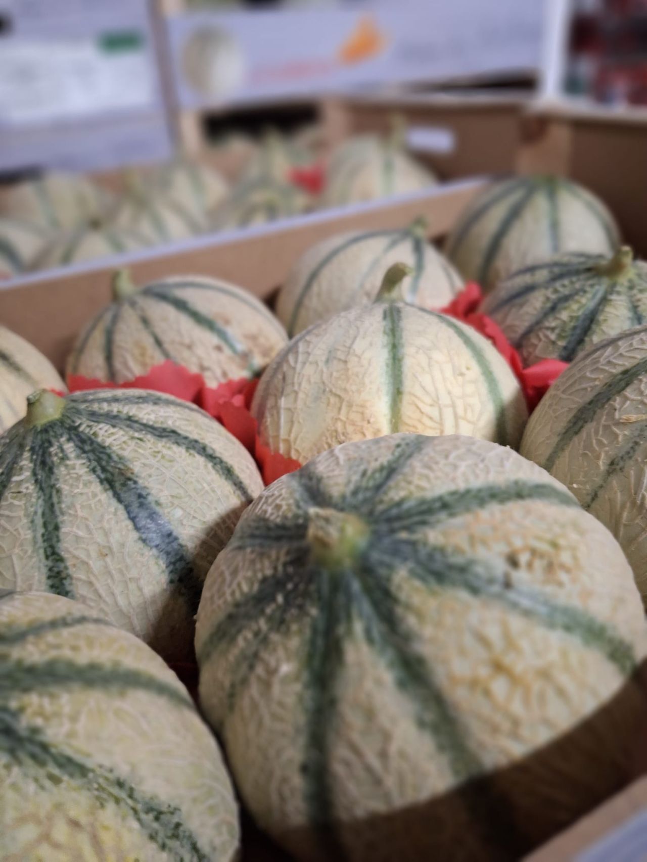 Melons Cavaillon — Les Halles du Verger