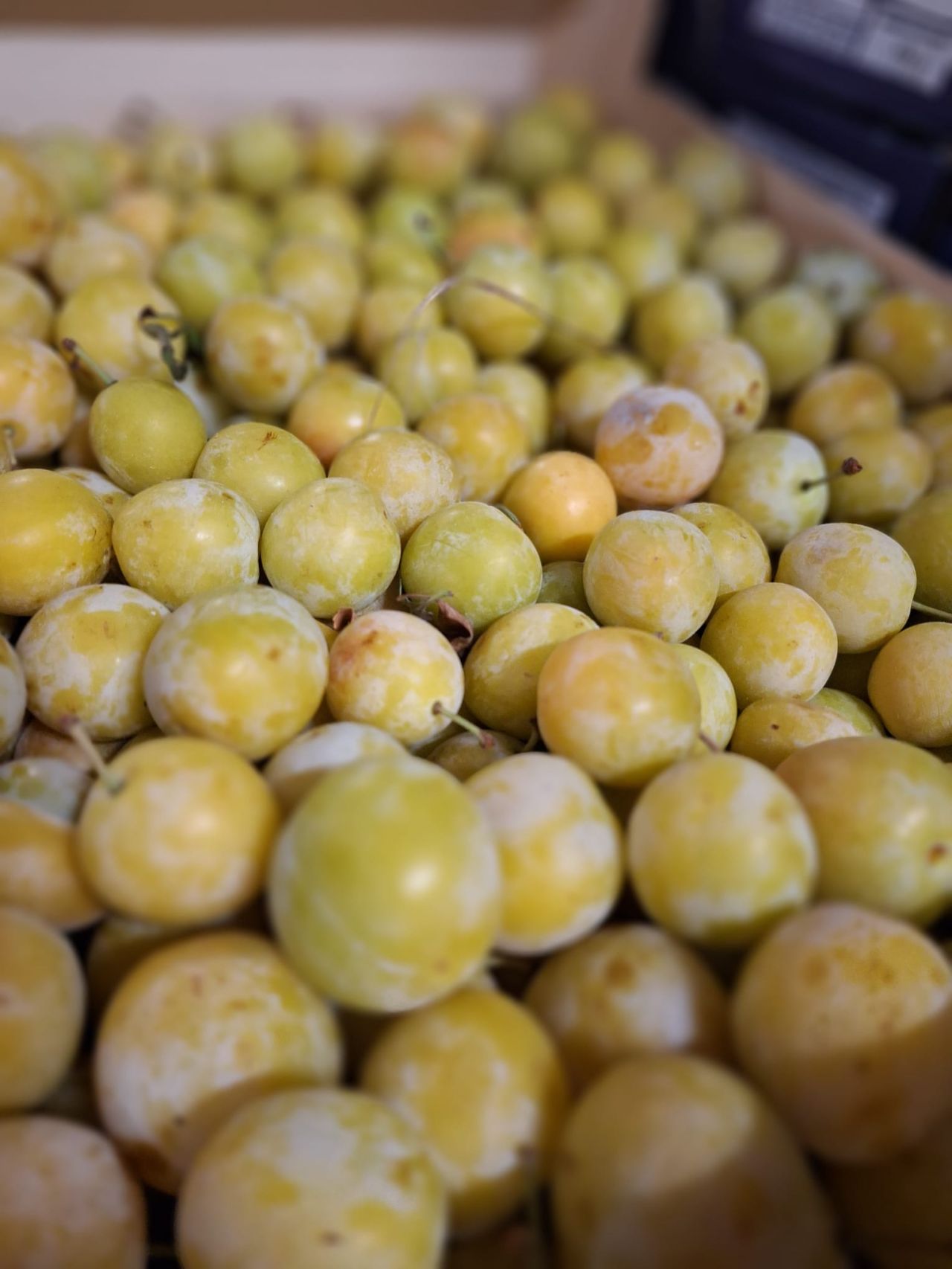 Mirabelles — Les Halles du Verger