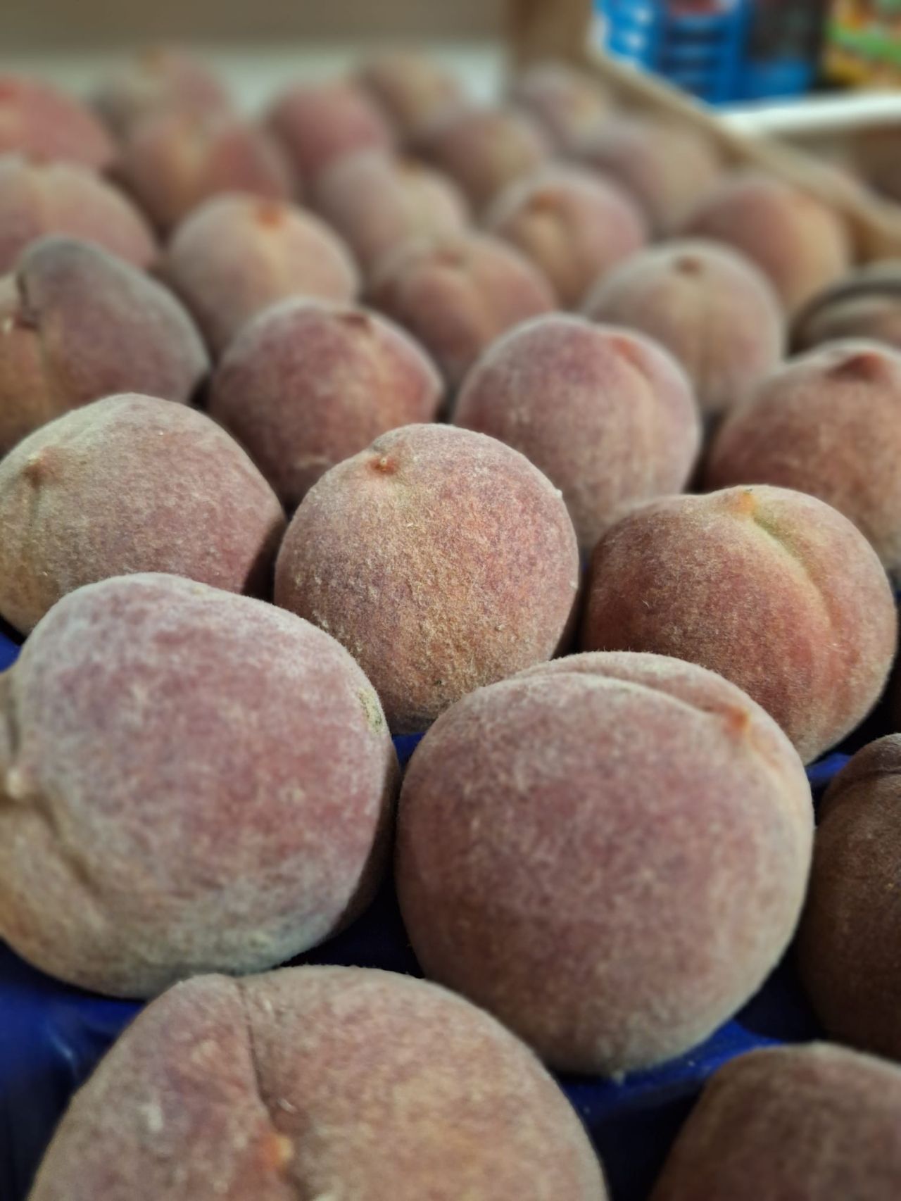 Pêches blanches — Les Halles du Verger