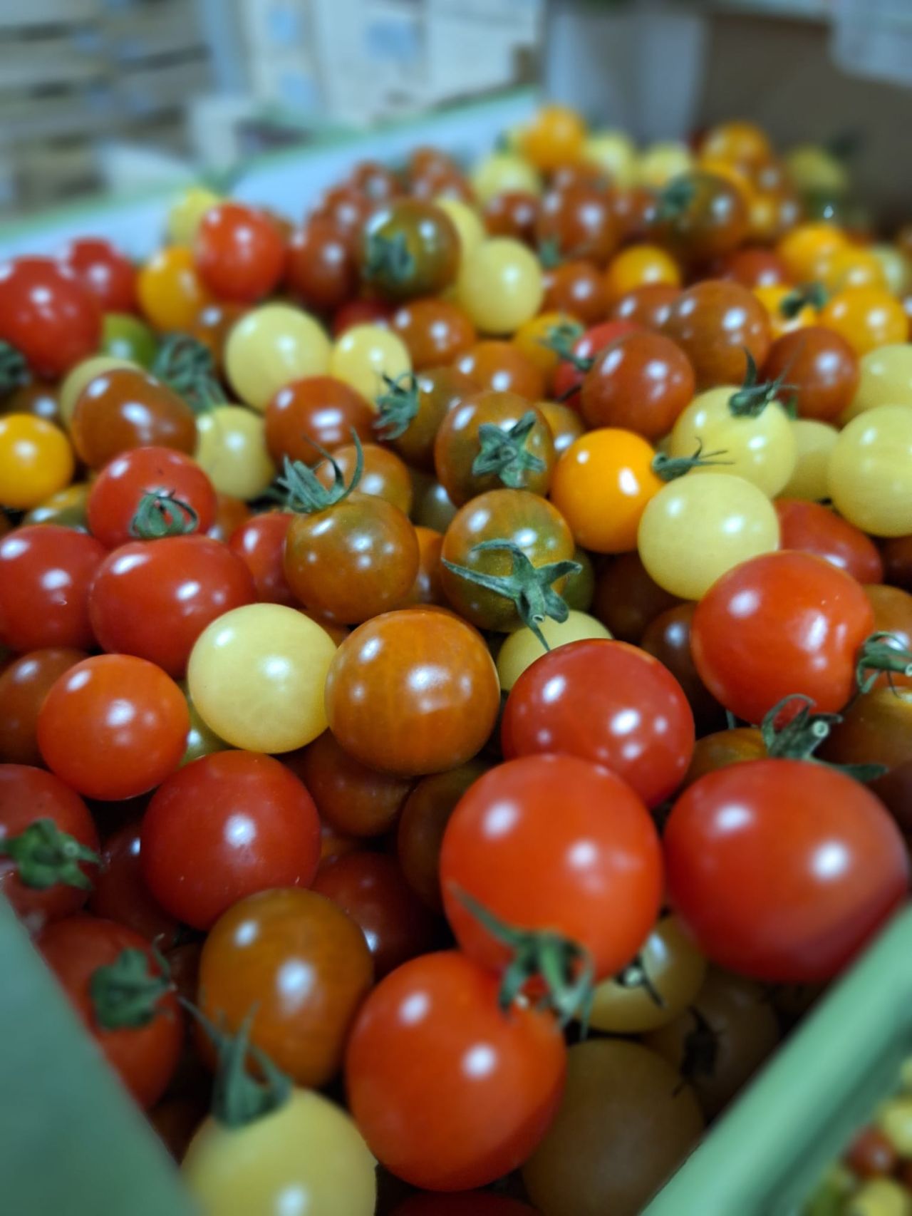 Tomates cerises multicolores — Les Halles du Verger