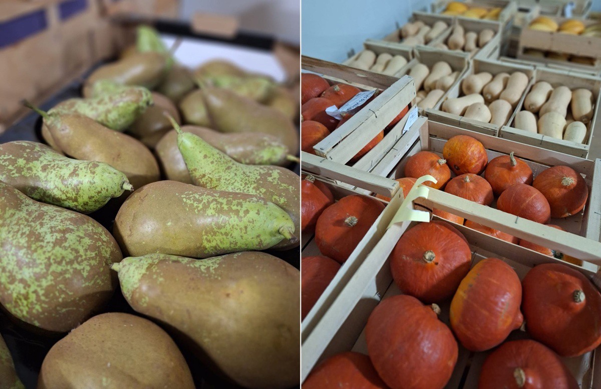 Courges et potirons dans l'entrepôt — Les Halles du Verger